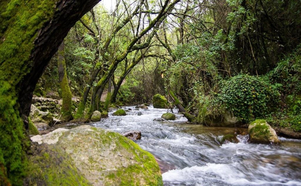 El Rincon De Las Higueras El Bosque Exterior foto
